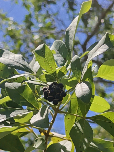 Bastard Lime (Trichilia havanensis)