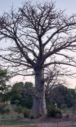 African baobab