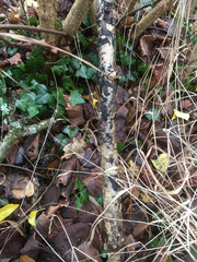 Biscogniauxia nummularia