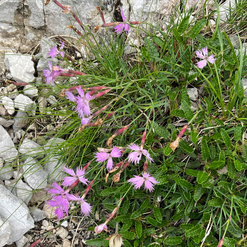 Sternberg's Pink (Dianthus sternbergii)