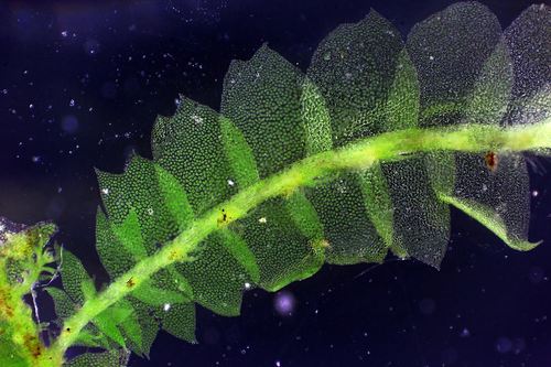 Įvairialapė gludutė nuotrauka