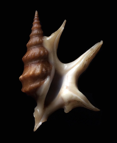 Aporrhais pespelecani