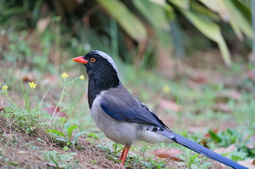 Red-billed Blue Magpie (Urocissa erythroryncha), photo 8