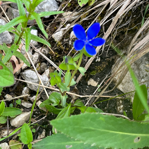 Bladder Gentian (Gentiana utriculosa)
