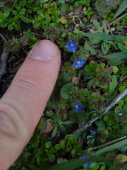 Veronica triphyllos