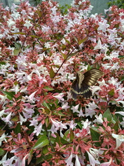 Battus polydamas psittacus