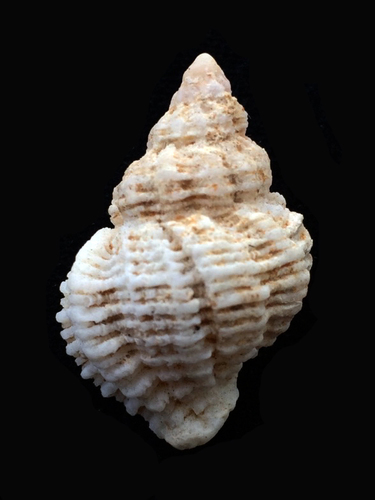 Coralliophila meyendorffii