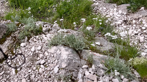 Silvery Yarrow (Achillea clavennae)