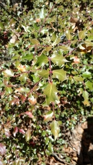 Berberis wilcoxii