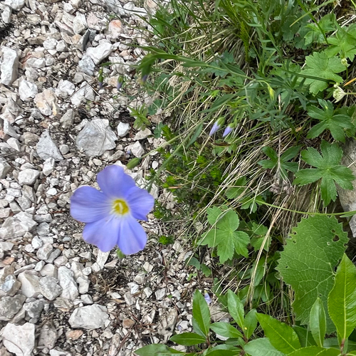 Julian Flax (Linum julicum)