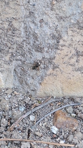 Unknown species found near Woodland Hills, CA 91371, USA