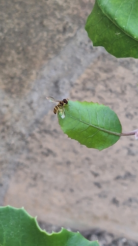 Unknown species found near Woodland Hills, CA 91371, USA