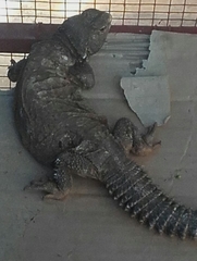 Uromastyx