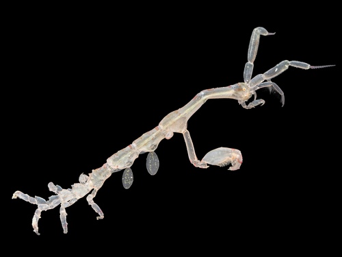 Caprella linearis observed 2026-03-18