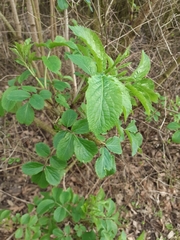 Sambucus nigra