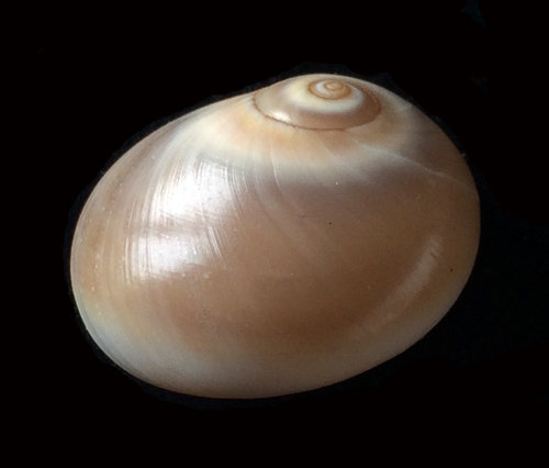 Neverita josephinia