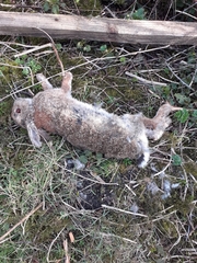 Oryctolagus cuniculus