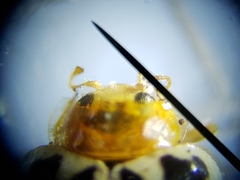 Psyllobora parvinotata