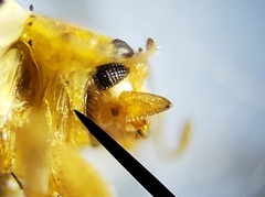 Psyllobora parvinotata