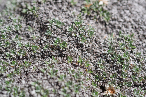 Summit Everlasting (Helichrysum sessilioides)