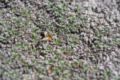 Helichrysum sessilioides, photograph (c) Morten Ross, some rights reserved (CC BY)