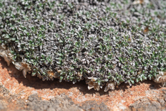 Helichrysum sessilioides, photograph (c) Morten Ross, some rights reserved (CC BY)
