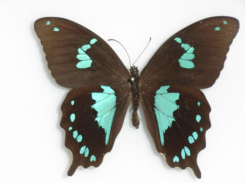 Papilio epiphorbas