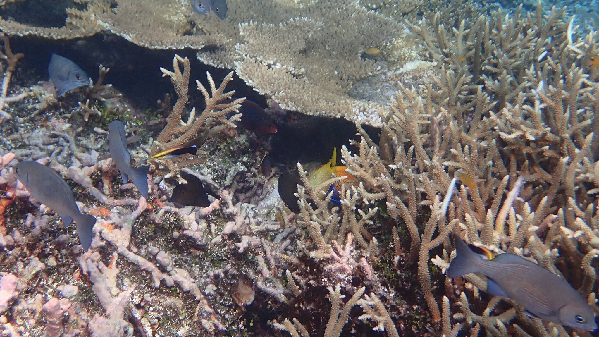 Black-Spot Cleaner Wrasse photo 7