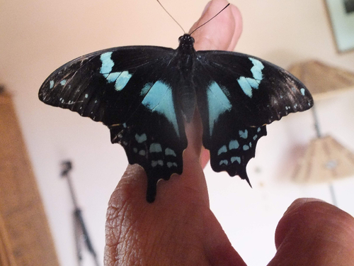 Papilio epiphorbas