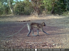Chlorocebus tantalus