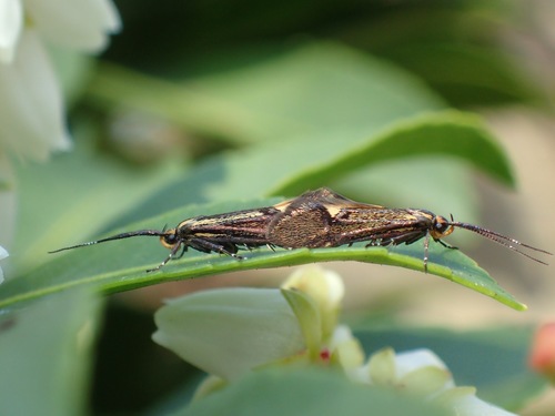 Sulphur Tubic