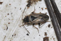 Xanthochilus quadratus
