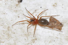 Walckenaeria corniculans