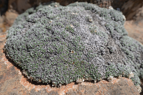Helichrysum sessilioides, photograph 3