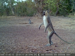 Chlorocebus tantalus