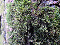 Cryphaea heteromalla