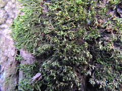 Cryphaea heteromalla