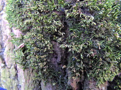 Cryphaea heteromalla