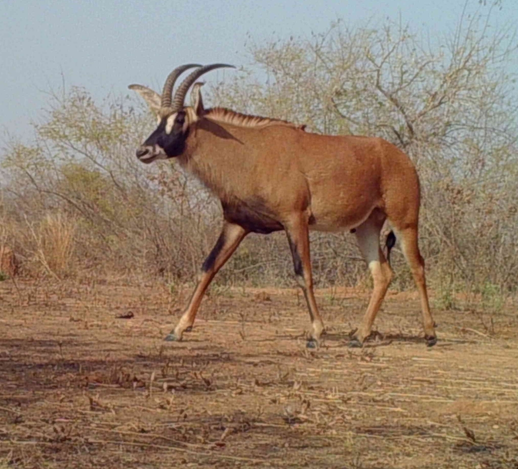 Hippotragus equinus, W du Niger, Say, Tillabéry, Niger, by oebenin