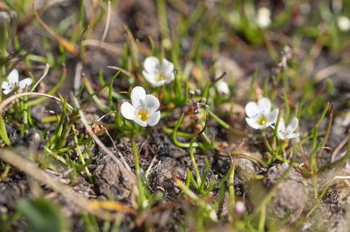 Limosella longiflora (Limosella longiflora)