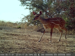 Tragelaphus scriptus