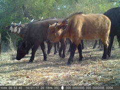 Syncerus caffer brachyceros