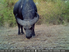 Syncerus caffer brachyceros