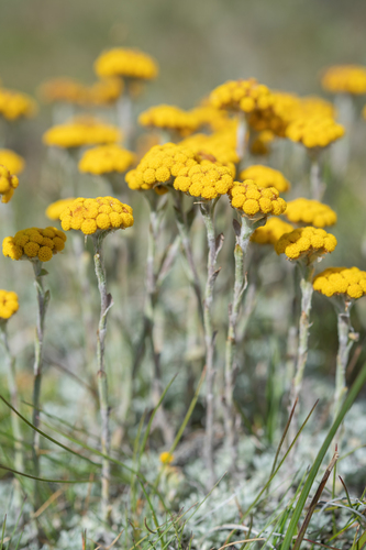 Helichrysum flanaganii
