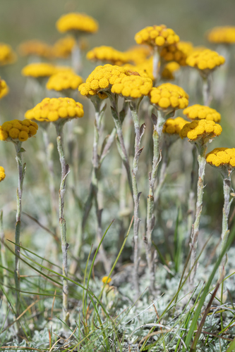 Helichrysum flanaganii, photograph 2