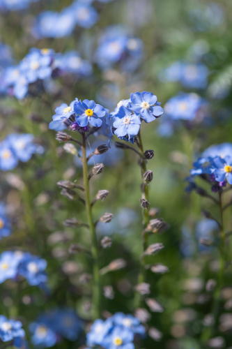 Drakensberg Forget-Me-Not (Myosotis semiamplexicaulis)