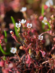 Crassula gemmifera