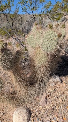 Western Pricklypear (Opuntia diploursina)