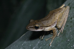 Polypedates leucomystax