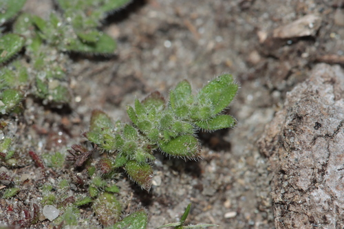 hairy rupturewort (Herniaria hirsuta)